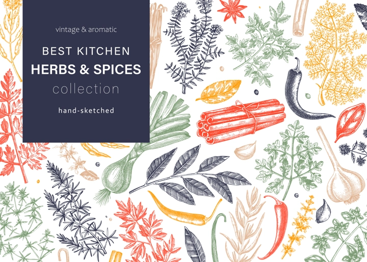 Hand-drawn herbs and spices vector background in color. Hand-sketched food illustration. Aromatic plants hand-drawing. Kitchen herbs and spice frame template in sketched style for menu or banners